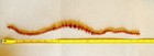 New Vintage Natural Amber Mixed Color Round and Chip Beaded Necklace 20 inches — photo 3
