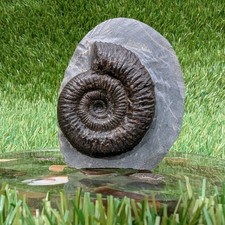 Free standing dactylioceras ammonite fossil