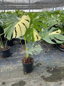 Variegated Monstera Thai Constellation | eBay