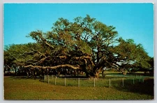 Postcard Big Tree of Lamar Giant Live Oak Goose Island State Park Rockport TX