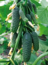 Cucumber Seeds Nibori F1, 10 pieces