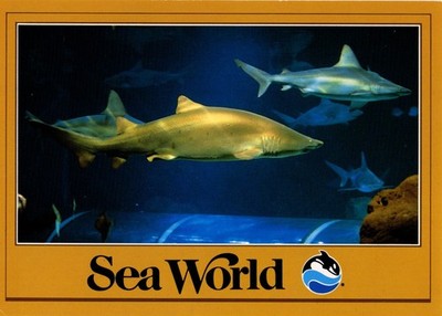Vintage Postcard - Sharks