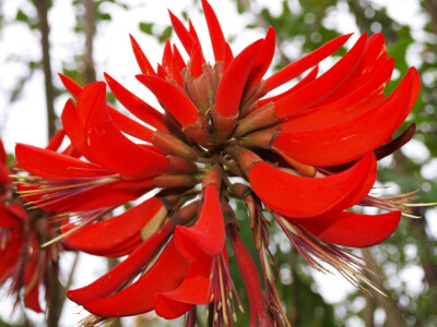 saatgut kugeln 10x5 Blumenmurmeln im Ttchen "Frohe Weihnachtszeit"