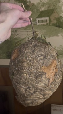 Real Bald-Faced Hornet Nest with Natural Branch & Non-Living Hornets Inside