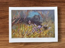 Original Antique 1910 Black Panther Tropical Rainforest Lithograph Book Print