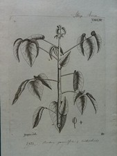 INCISIONE XVIII° FLORA BOTANICA PIANTA ERBARIO ESOTISMO FIORE SEME