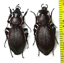 Carabidae, Carabus (Megodontus) leachi leachi pair A1, E. Kazakstan: Altai