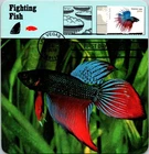 Dr Jim Stamps Maximum Card Pets Betta Fish Forever Fdc