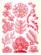 Haeckel Plate 65 Red Algae Wall Art Print Framed 12x16