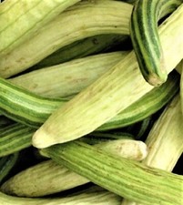 Armenian Pale and Dark CUCUMBER 40 SEEDS  NON-GMO  --BUY 4 ITEMS FREE SHIPPING