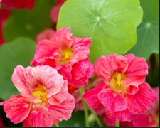 Nasturtium JEWEL CHERRY ROSE Vine Edible Fragrant Hummingbirds Non-GMO 20 Seeds