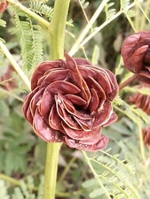 Legume and Grass Companion Plant Mix - Acacia, Desmanthus, Phalaris