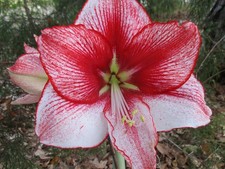 1 Amaryllis bulb Charisma 25-27 cm. in circumference. Blooms after planting