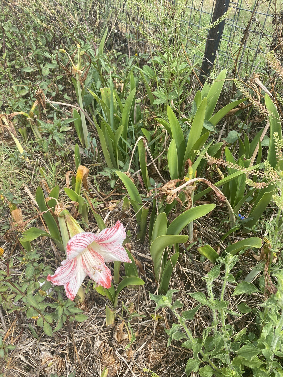 2x Hippeastrum Bulbs White & Pink Flower Small Bloom eBay