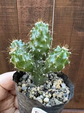 Cereus Repandus Monster Cactus