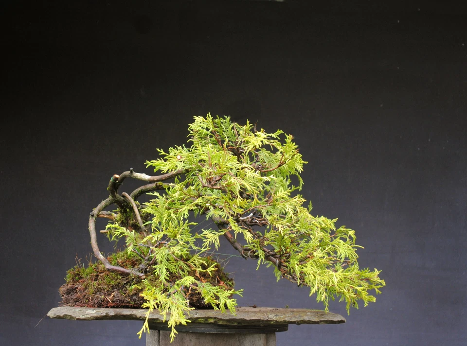 Bonsai outdoor winterhart Thuja  H37 B55 D5 cm - Bild 3 von 4