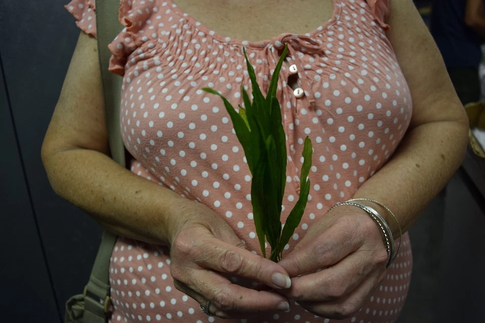 6 Plants Java Fern Easy Aquarium aquascaping planted tank low light  US grown  - Image 2 of 2