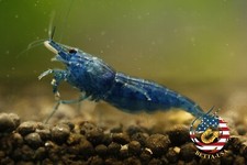 20 2 Ultra Blue Dream - Freshwater Neocaridina Aquarium Shrimp. Live Guarantee