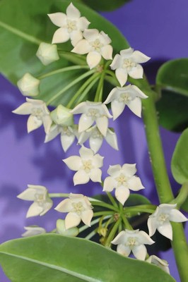 Real Pict Hoya Obtusifolia Sp Borneo Rare Plant
