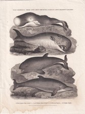 Rare! 1811 SPERM WHALE, PORPOISE, & Dolphin Print - Copperplate - 8.25 x 11 Inch