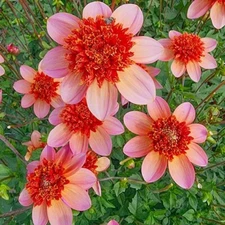 1 - TOTALLY TANGERINE Powder Puff Dahlia Bulb Tuber Clump  ATTRACTS BUTTERFLIES