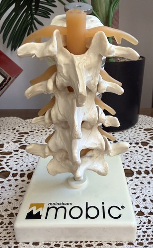 Human Spine Anatomical Model Display Vintage Drug Rep Promo Geigy Mobic