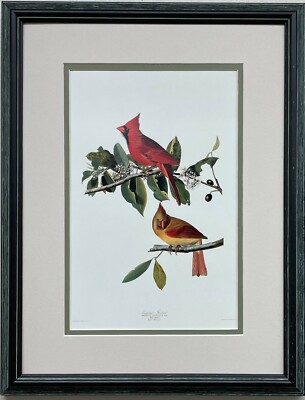 John James Audubon ''Cardinal Grosbeak'' Custom Framed Art Print Bird Ornithology 