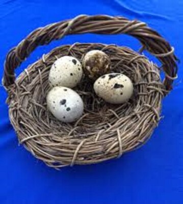 Coturnix Quail eggs (4) for feeding egg eating Snakes and Reptiles or hatching