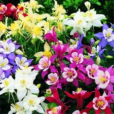 Rare Flower Seeds Columbine Flower Perennial Mix Seeds -500pcs Plant Aquilegi...