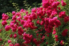 ROSA RAMPICANTE ROSSA – RED CLIMBING ROSE, 100 SEMI 