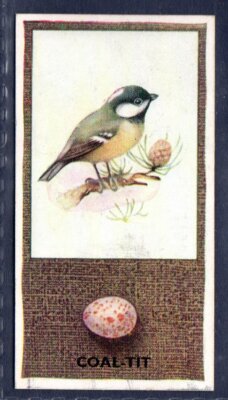 COAL TIT - #15 - Phillips British Birds & Their Eggs - Vintage Zigarettenkarte