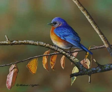 Autumn Leaves - Richard Clifton Fine Art Print Nature Bird Wildlife Poster 17x20