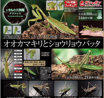 The Diversity of Life on Earth Advance Mantis & Grasshopper