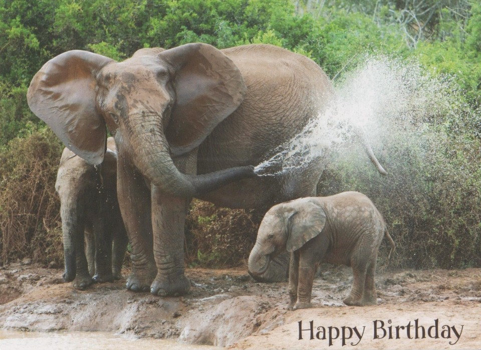 Birthday Christian Greeting Card Safari Friends Giraffe Psalm 374 KJV