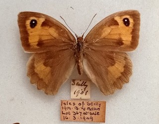 A FEMALE BRITISH MEADOW BROWN FROM THE ISLE OF SCILLY SSP CASSITERIDUM