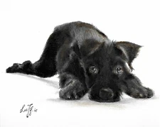 ✤ Original Oil Dog Portrait Painting STANDARD SCHNAUZER Artist Signed Art Black