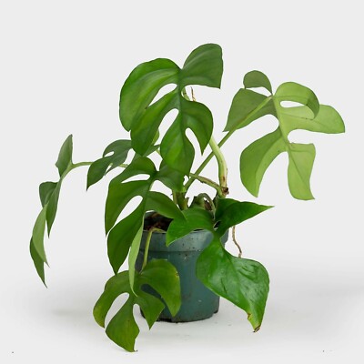 Rhaphidophora tetrasperma | Mini Monstera | Ginny Philodendron | 100_Seeds  | eBay