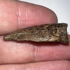 Top Quality Large Dinosaur Era Hell Creek Fossil Turtle Claw 1.1775 Inches!