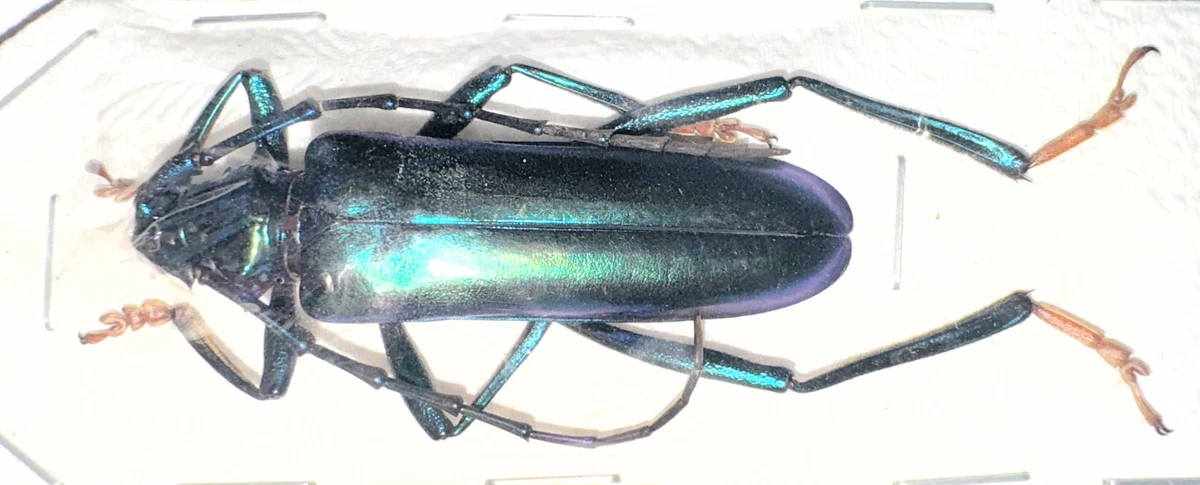 Cerambycidae Beetle for sale | eBay