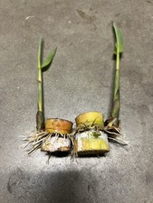 2 Pcs SugarCane Cuttings Sweet Juicy Ready To Plant