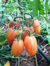 10 Graines De Tomate Blush Bio