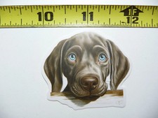 PEEKING WEIMARANER SMALL STICKER DECAL PUPPY DOG PET LOVE PEEK A BOO
