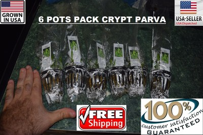 #ad 6 pots Crypt Parva plants Easy Aquarium aquascaping planted tank low light $34.99
