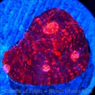 Corals of Eden ~  WYSIWYG Live Coral Frag ~ Pomegranate Chalice Coral — photo 8