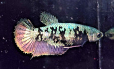 Live Betta Fish HMPK Avatar copper Gold Galaxy Female LO03 From Indonesia