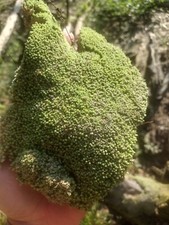 LIVE Florida tropical pillow moss  Bulk moss 10 square feet