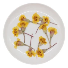 12PCS Real Pressed Dry  french marigold flower with stem for art Craft FHT19