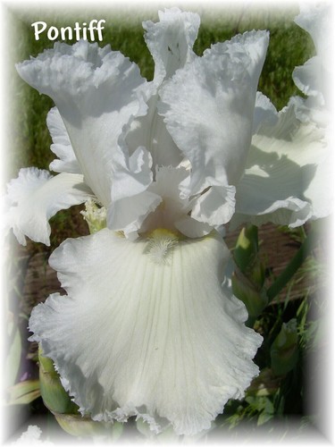 Tall Bearded Iris: PONTIFF (Carr '81) for every 5 get 1 bonus