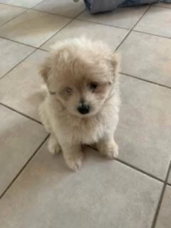 Moodle And Japanese Spitz Puppies Dogs Puppies Gumtree Australia Brisbane North East Gordon Park