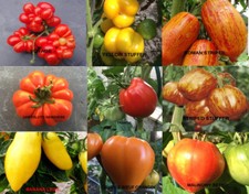 5 SACHETS DE 20 GRAINES DE TOMATE ANCIENNE ATYPIQUE BIO (BANANA.ROMA)10 VARIÉTÉS